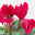 Pflanzenkreation Bunter Herbst, 12 Pflanzen inkl. 2x 10 l Erde