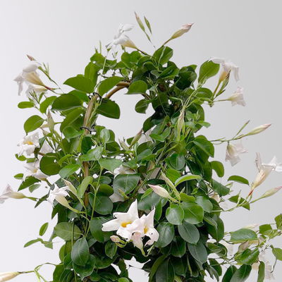 Dipladenie, weiß, Doppelbogen, Topf-Ø 21 cm, Höhe ca. 90 cm Dipladenie, weiß, Doppelbogen, Topf-Ø 21 cm, Höhe ca. 90 cm