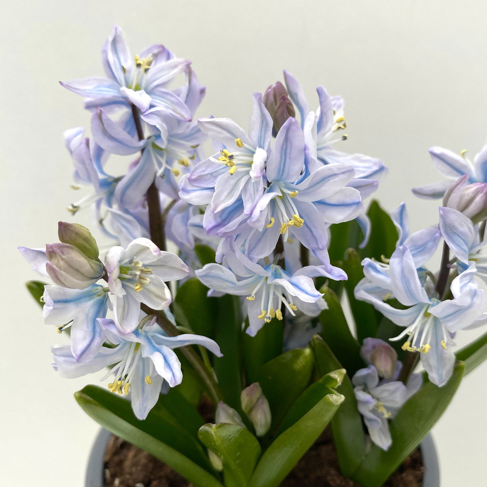 Zwiebelpflanzen-Set Frühlingsleuchten, blau-weiß-rot, 9 Pflanzen