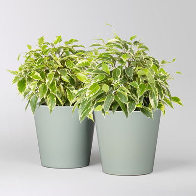 Birkenfeige 'Kinky' in Keramiktopf Dallas gl.blau, Topf-Ø 12 cm, 2 Pflanzen Birkenfeige 'Kinky' in Keramiktopf Dallas gl.blau, Topf-Ø 12 cm, 2 Pflanzen