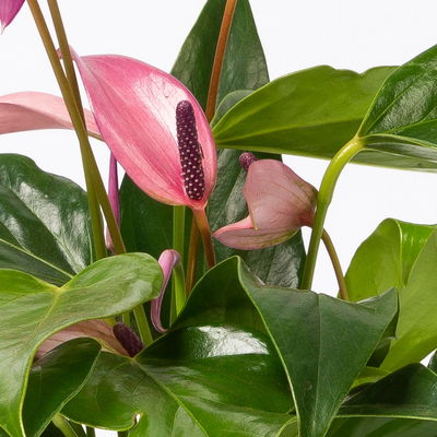 Anthurie 'Water Roots' rosa, Sorte 'Zizou', in Glasvase 12cm Ø, ohne Erde Anthurie 'Water Roots' rosa, Sorte 'Zizou', in Glasvase 12cm Ø, ohne Erde