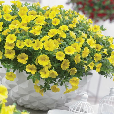 Zauberglöckchen, gelb, Topf-Ø 12 cm, 6 Pflanzen