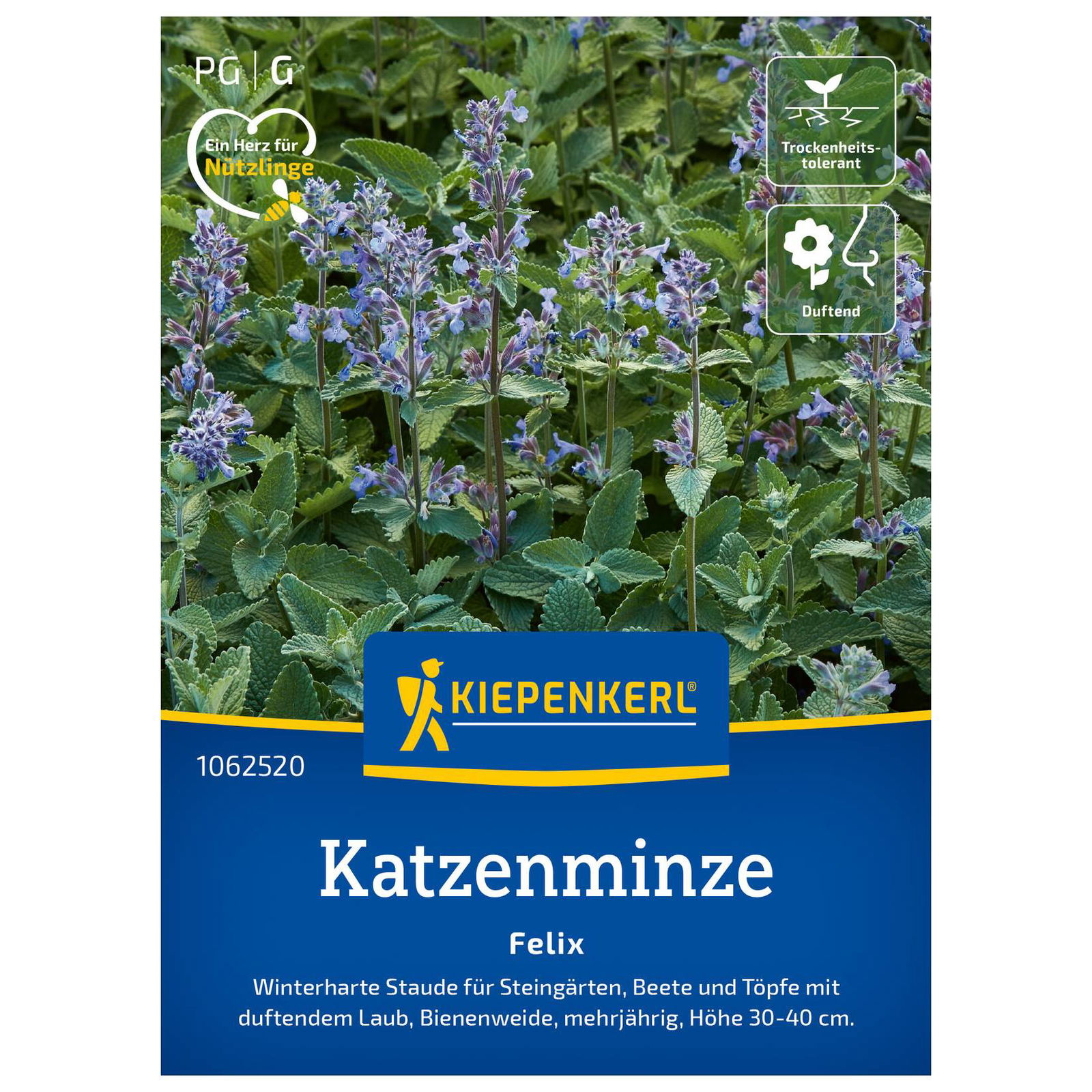 Blumensamen, Katzenminze 'Felix', lila
