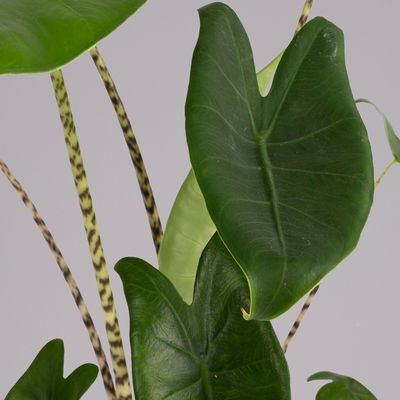 Alocasia 'Zebrina', Topf-Ø 14 cm, Höhe ca. 45 cm