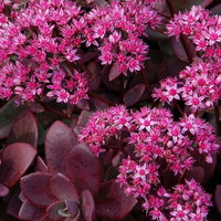 Fetthenne purpurrosa, Topf Ø 12 cm, 3 Pflanzen Fetthenne purpurrosa, Topf Ø 12 cm, 3 Pflanzen