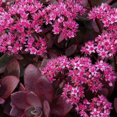 Fetthenne purpurrosa, Topf Ø 12 cm, 3 Pflanzen Fetthenne purpurrosa, Topf Ø 12 cm, 3 Pflanzen