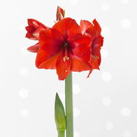 Amaryllis in Wachs, Dekor 'Pullover Disco' nach Verfügbarkeit, Blüte zufällig