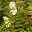 Niedrige Fiederspiere, Sorbaria sorbifolia 'Sem'(s), cremeweiß, Topf 5 l
