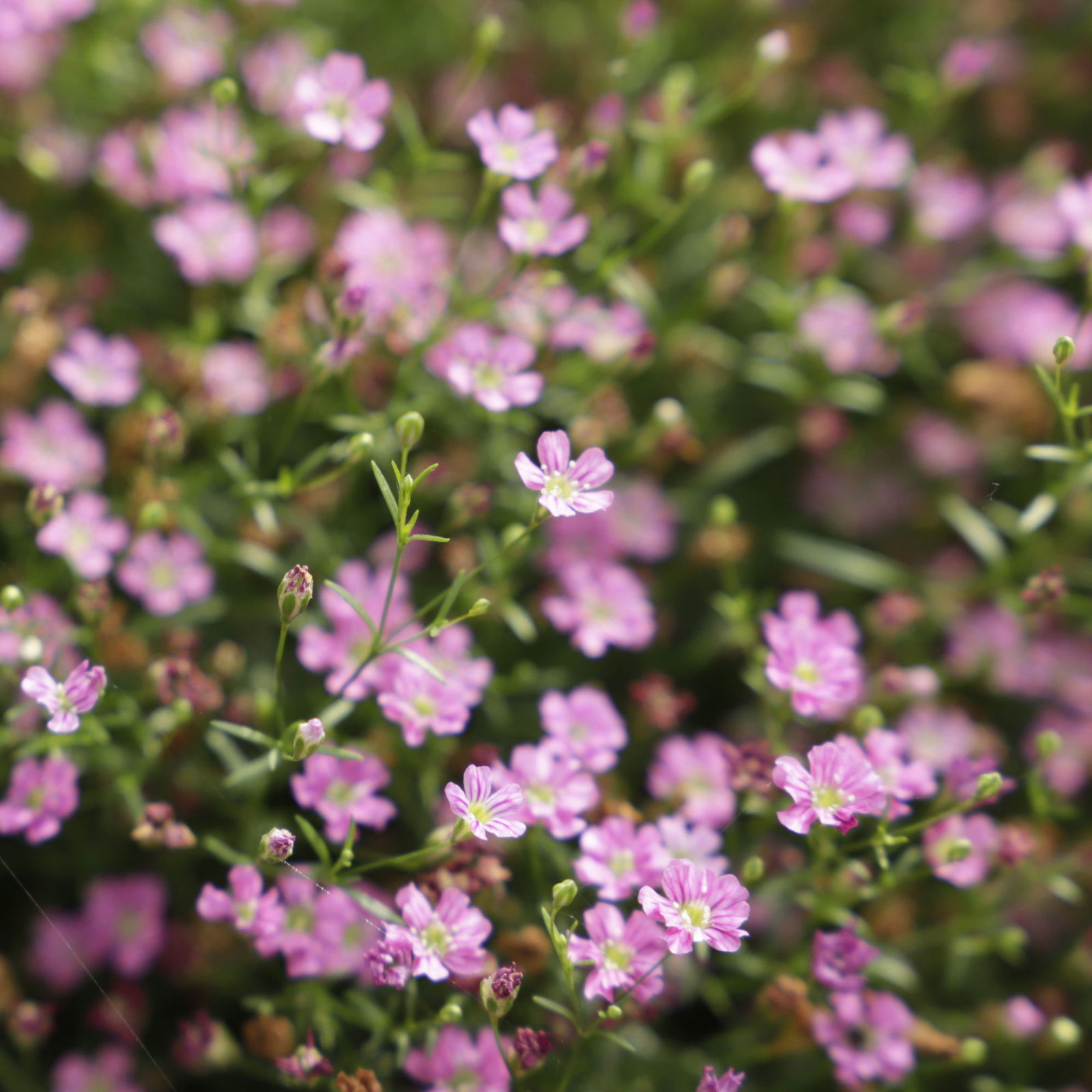 Schleierkraut rosa, Topf-Ø 12/13 cm