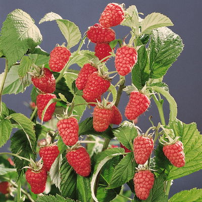 Sommerhimbeere 'Schönemann', 10er-Set, Topf 2 Liter Sommerhimbeere 'Schönemann', 10er-Set, Topf 2 Liter