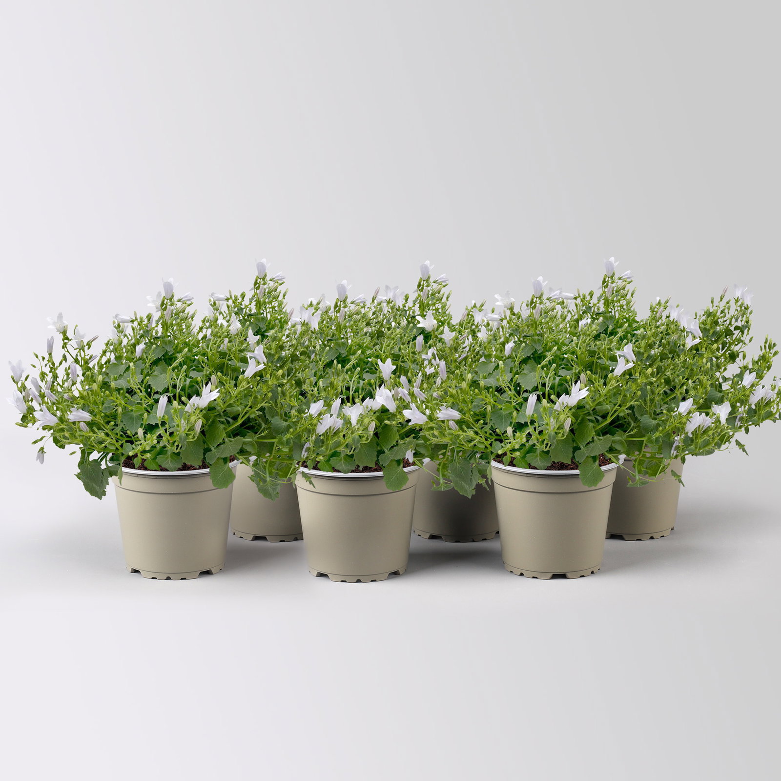 Campanula 'Ambella® White' weiß, Topf-Ø 12 cm, 6 Pflanzen