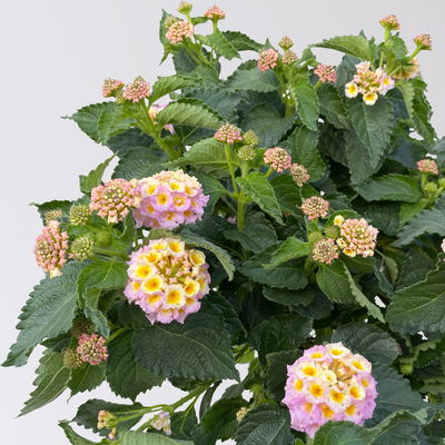 Wandelröschen gelb/lila, Stamm, Topf-Ø 17 cm