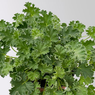 Duftgeranie 'Freshfruity® Melone', Topf-Ø 12 cm, 6 Pflanzen