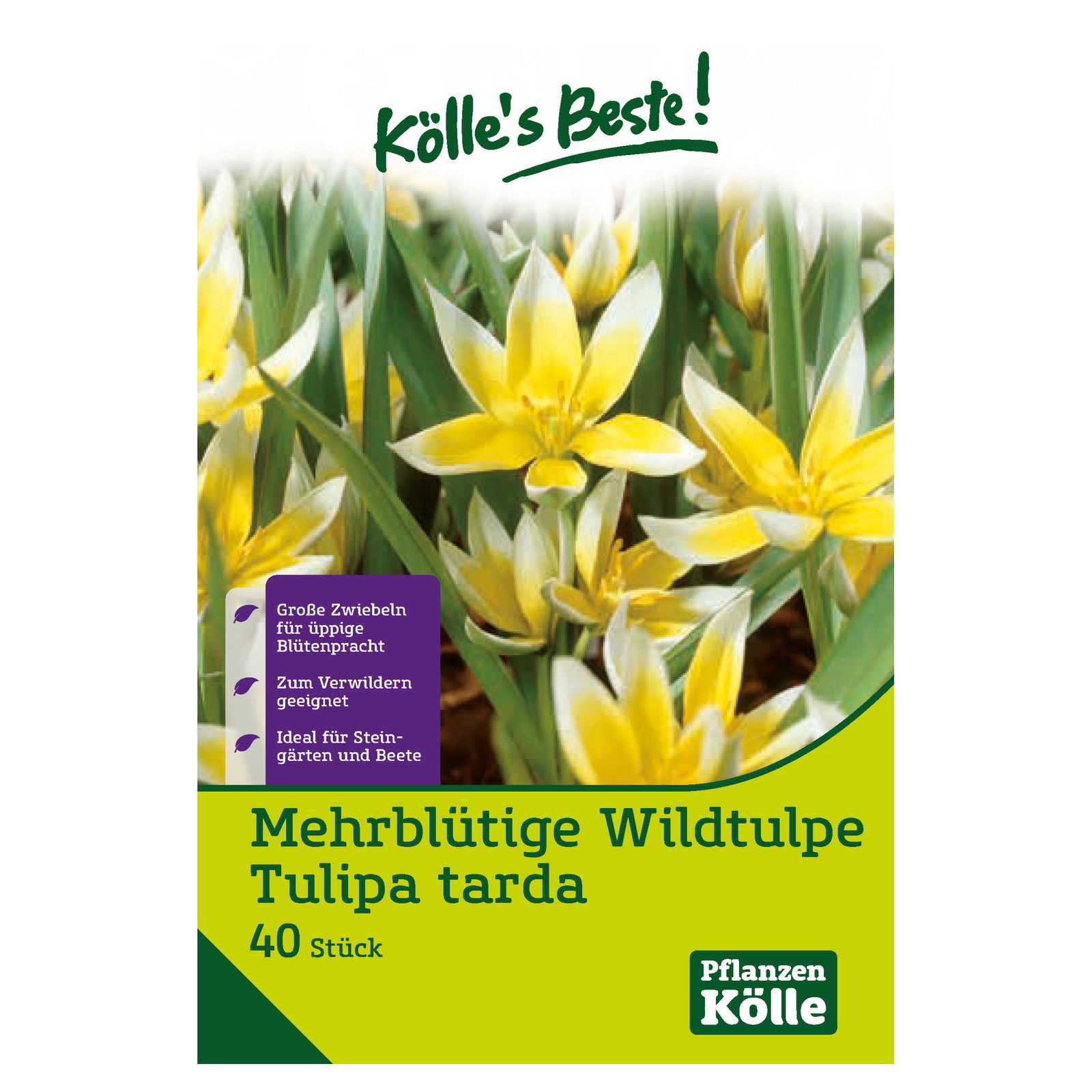 Wildtulpen Dasystemon Tarda weiß mit gelbem Auge, 40 Blumenzwiebeln