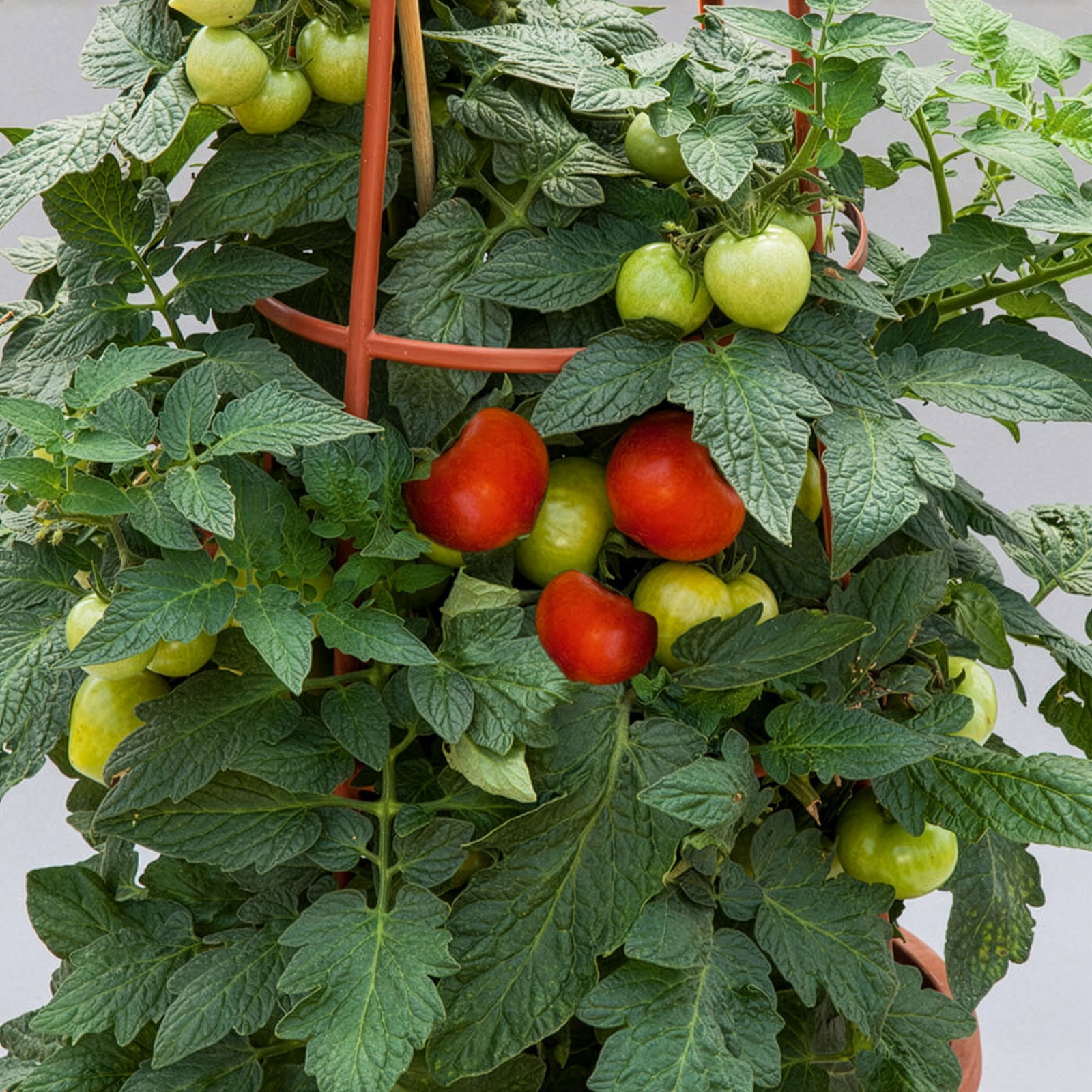 Bio Buschtomate 'Summerlast', Topf-Ø 12 cm, 3 Pflanzen