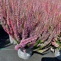 Calluna 'Twin', Farben zufällig, Topf-Ø 10,5 cm, 6 Pflanzen