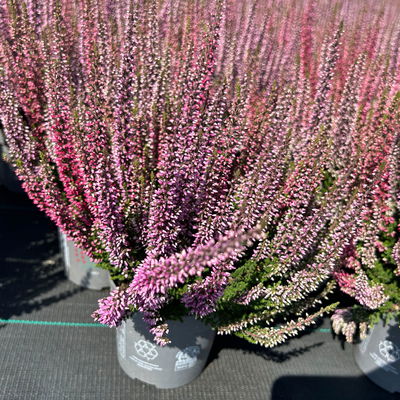 Calluna 'Twin', rot-rosa, Topf-Ø 10,5 cm, 6 Pflanzen Calluna 'Twin', rot-rosa, Topf-Ø 10,5 cm, 6 Pflanzen
