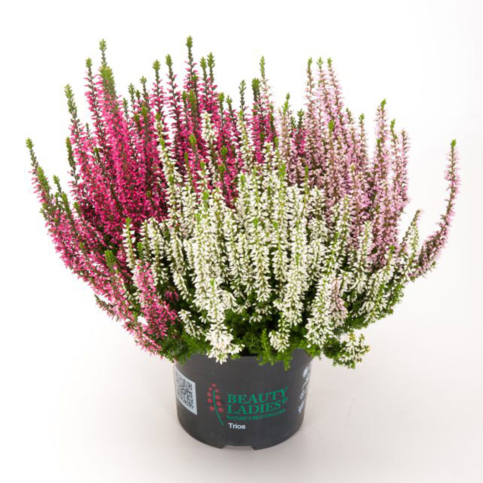 Knospenheide Starlight® 'Ameties' rot-weiß-rosa, Topf-Ø 13 cm, 6er-Set