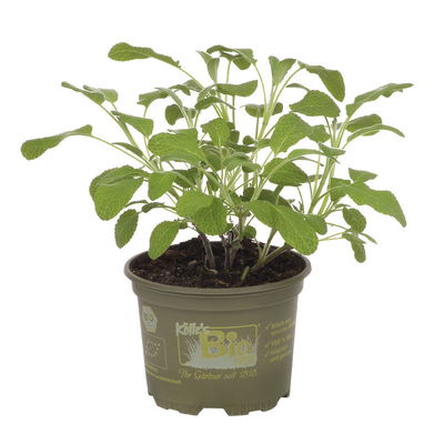 Bio Salbei 'Nonflower', Topf-Ø 12cm Bio Salbei 'Nonflower', Topf-Ø 12cm