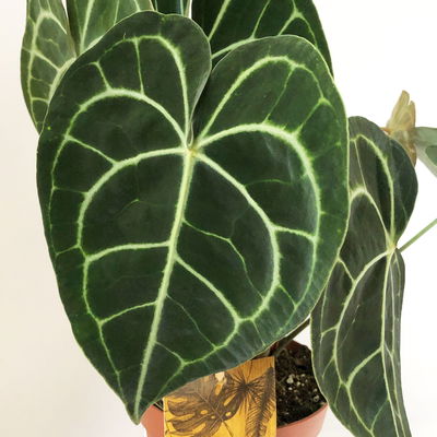 Anthurium clarinervium, Topf-Ø 15 cm, Höhe ca. 40 cm Anthurium clarinervium, Topf-Ø 15 cm, Höhe ca. 40 cm