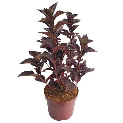 Hortensie 'Daredevil' (´JPD 01´)Ⓢ, rosa, 3er-Set, Höhe 30-40 cm, Topf 5 Liter Hortensie 'Daredevil' (´JPD 01´)Ⓢ, rosa, 3er-Set, Höhe 30-40 cm, Topf 5 Liter