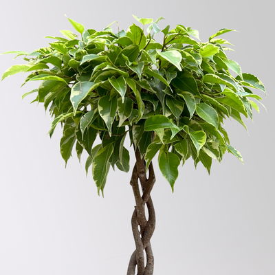 Birkenfeige 'Lucky', in Keramiktopf anthrazit, Topf-Ø 12 cm, Höhe ca. 40 cm Birkenfeige 'Lucky', in Keramiktopf anthrazit, Topf-Ø 12 cm, Höhe ca. 40 cm