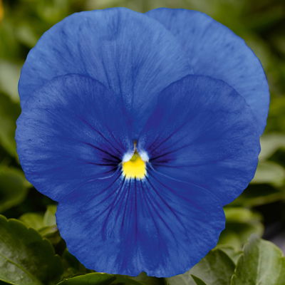 Stiefmütterchen, blau, Sorte zufällig, Topf-Ø 13 cm, 6 Pflanzen Stiefmütterchen, blau, Sorte zufällig, Topf-Ø 13 cm, 6 Pflanzen