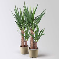 Palmlilie, 2er-Tuff, Topf-Ø 17 cm, Höhe ca. 65 cm, 2 Pflanzen