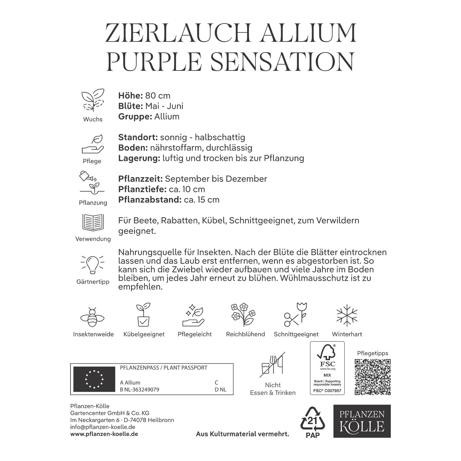 Allium Purple Sensation (Zierlauch) purpur, 10 Blumenzwiebeln Allium Purple Sensation (Zierlauch) purpur, 10 Blumenzwiebeln