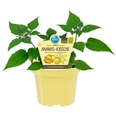 Blu Bio Ananaskirsche, Topf-Ø 12 cm, 3er Set