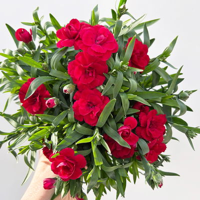 Nelke 'Oscar®', Farbe zufällig, Topf-Ø 14 cm, 4 Pflanzen