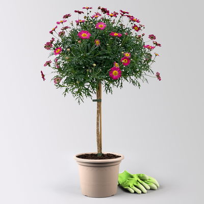 Margerite, rot, Stamm, Topf-Ø 25 cm Margerite, rot, Stamm, Topf-Ø 25 cm