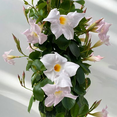 Dipladenie, weiß, Pyramide, Topf-Ø 17 cm, Höhe ca. 70 cm, 2 Pflanzen