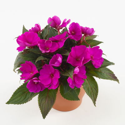 Edellieschen lila, Topf-Ø 12 cm, 6er-Set