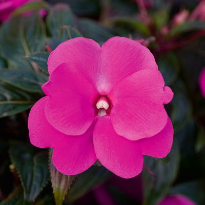 Edellieschen rosa, Topf-Ø 12 cm, 6er-Set