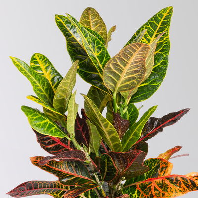 Wunderstrauch 'Excellent', inkl. Keramiktopf Tusca weiß, Topf -Ø 17 cm Wunderstrauch 'Excellent', inkl. Keramiktopf Tusca weiß, Topf -Ø 17 cm