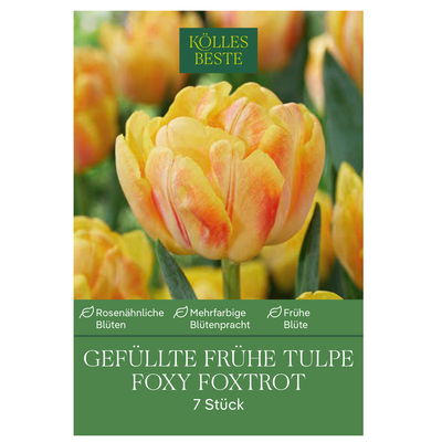 Gefüllte frühe Tulpen 'Foxy Foxtrott', orange, Größe 11/12, 7 Blumenzwiebeln