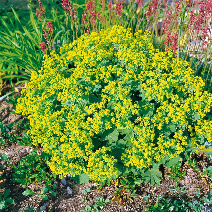 Frauenmantel grün-gelb, Topf-Ø 11 cm, 3er-Set