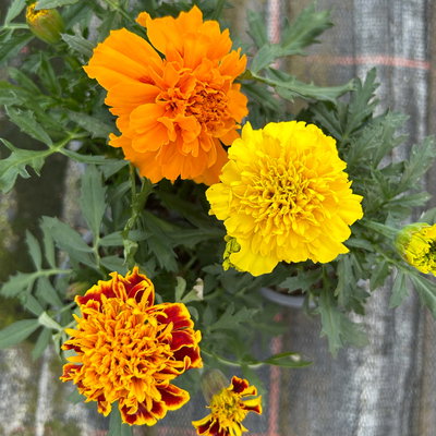 Tagetes 'Trio', bunt, Topf-Ø 13 cm, 6 Pflanzen
