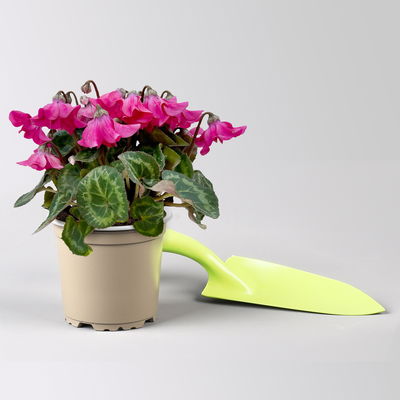 Alpenveilchen 'Petticoat Pink', pink, Topf-Ø 10,5 cm, 4 Pflanzen Alpenveilchen 'Petticoat Pink', pink, Topf-Ø 10,5 cm, 4 Pflanzen