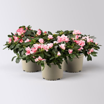 Azalee, 3er-Set, Rosa-/Weißtöne, gefüllt, Topf 12 cm Ø Azalee, 3er-Set, Rosa-/Weißtöne, gefüllt, Topf 12 cm Ø