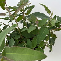 Zitronen-Eukalyptus, Busch, Topf-Ø 17 cm, 2 Pflanzen Zitronen-Eukalyptus, Busch, Topf-Ø 17 cm, 2 Pflanzen