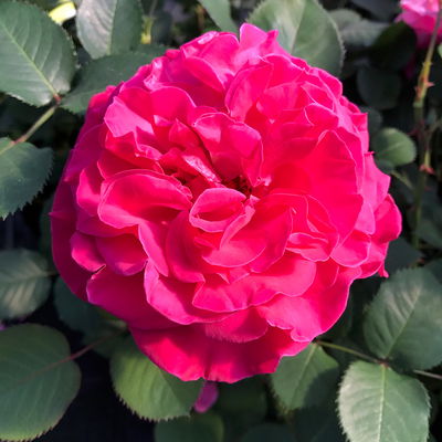 Stammrose 'Kölle's Rosensymphonie'®, Edelrose, Stammhöhe 60 cm im 7,5 Liter Topf Stammrose 'Kölle's Rosensymphonie'®, Edelrose, Stammhöhe 60 cm im 7,5 Liter Topf