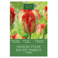 Papageien-Tulpen Exotic Parrot rot/grün, 7 Blumenzwiebeln
