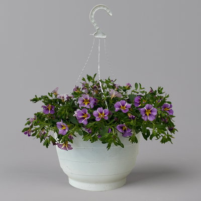 Zauberglöckchen, blau gesternt, Ampeltopf-Ø 27 cm