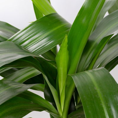 Duftender Drachenbaum 'Janet Craig', Topf-Ø 21 cm, , Höhe ca. 120 cm Duftender Drachenbaum 'Janet Craig', Topf-Ø 21 cm, , Höhe ca. 120 cm