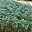 Euonymus fortunei 'Emerald Gaiety' weißgrün, Topf-Ø 13 cm, 6er-Set