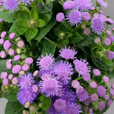 Leberbalsam blau, Topf-Ø 12 cm, 6er-Set