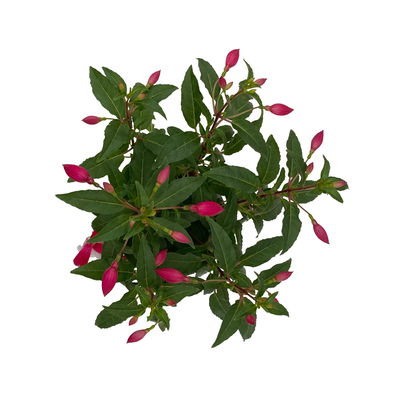 Fuchsien stehend, rot-weiß, Topf-Ø 12 cm, 6er-Set