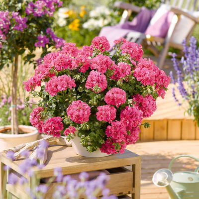 Geranie 'Temprano Marimba' pink, hängend,Topf-Ø 13 cm, 6er-Set